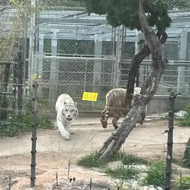 上海野生动物园投喂车攻略_上海野生动物园旅游攻略_上海野生动物园一日游攻略