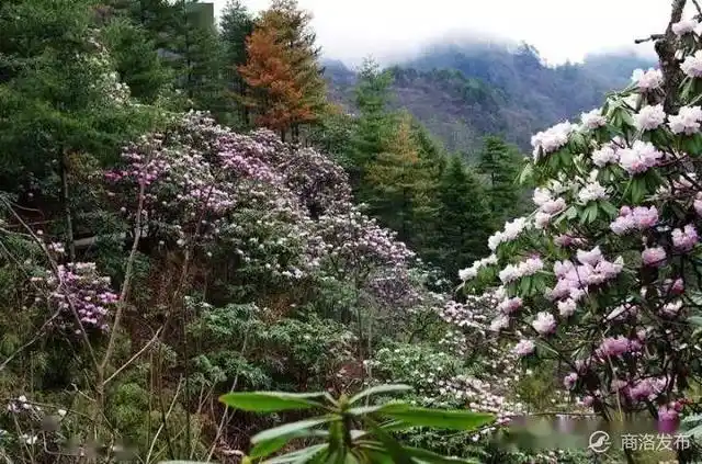 星空民宿汉服拍照_木王国家森林公园春游攻略_木王森林公园旅游攻略