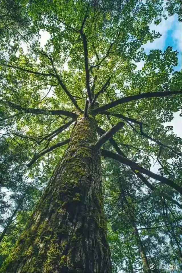 木王国家森林公园春游攻略_木王森林公园旅游攻略_星空民宿汉服拍照