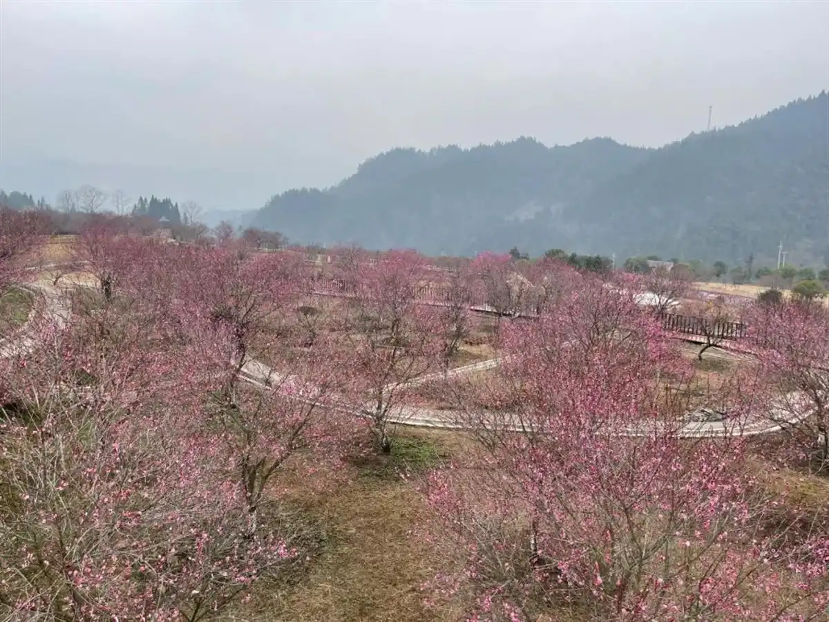 恩施市旅游攻略_恩施春季赏花攻略_恩施赏花旅游路线