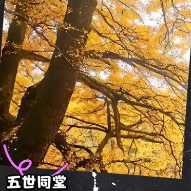临安天目山旅游攻略_杭州<strong>天目山一日游攻略</strong>_天目山木栈道与大树王景区