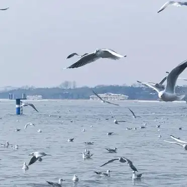 秦皇岛冬季冻海观赏地_浅水湾冻海拍照攻略_冬天秦皇岛旅游攻略